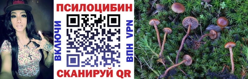 Галлюциногенные грибы Psilocybe  это какой сайт  Гатчина 
